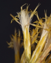Ericameria nauseosa ssp. consimilis var. juncea
