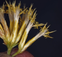 Ericameria nauseosa