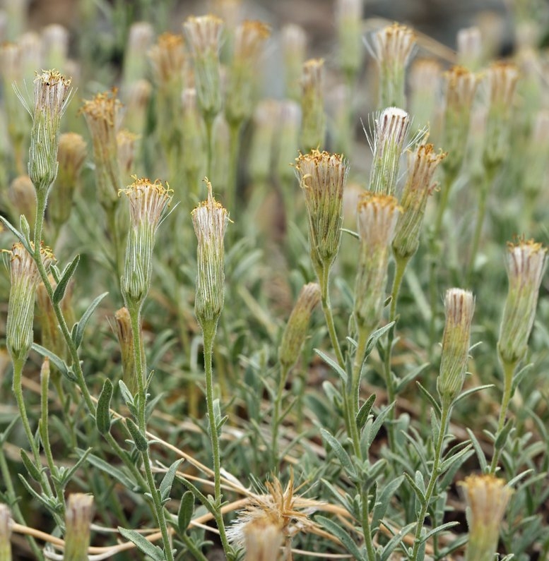 Brickellia oblongifolia