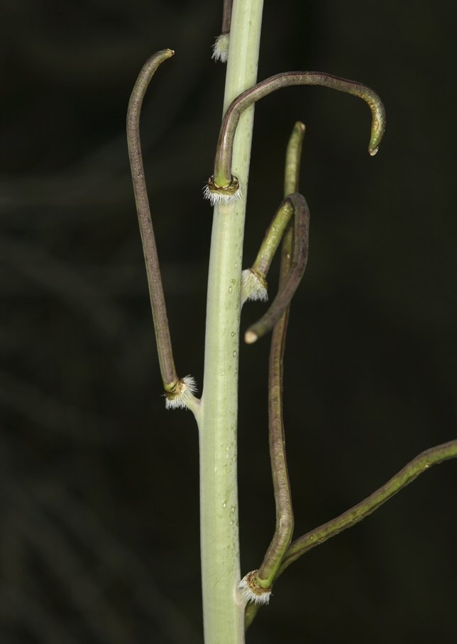 Caulanthus crassicaulis