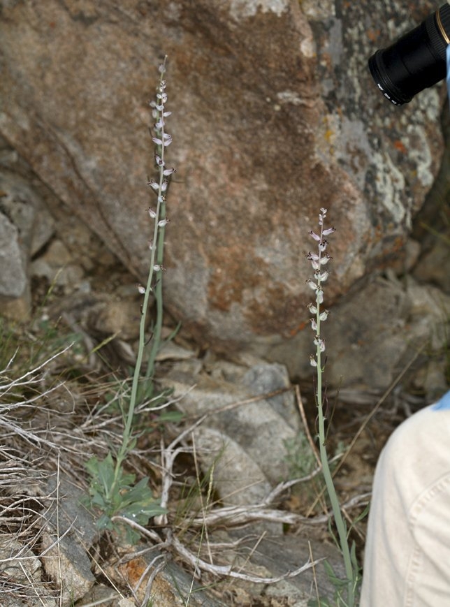 Caulanthus crassicaulis