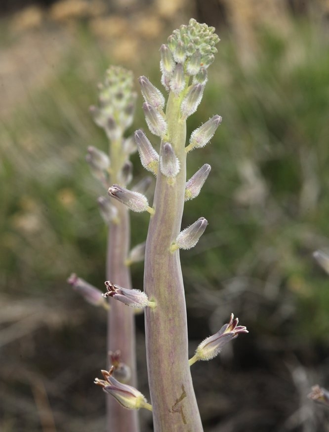 Caulanthus crassicaulis