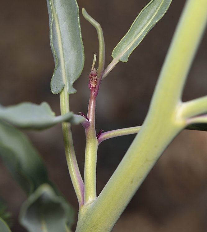 Caulanthus glaucus