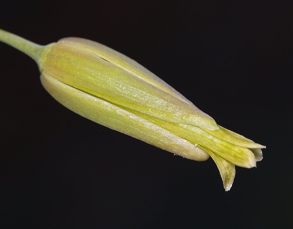 Caulanthus glaucus