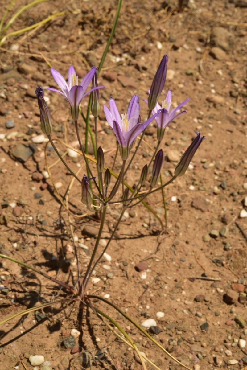 Brodiaea californica