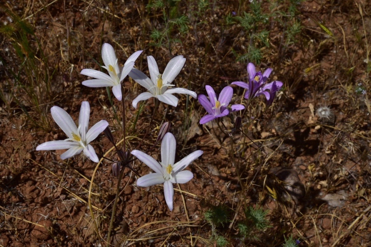 Brodiaea californica