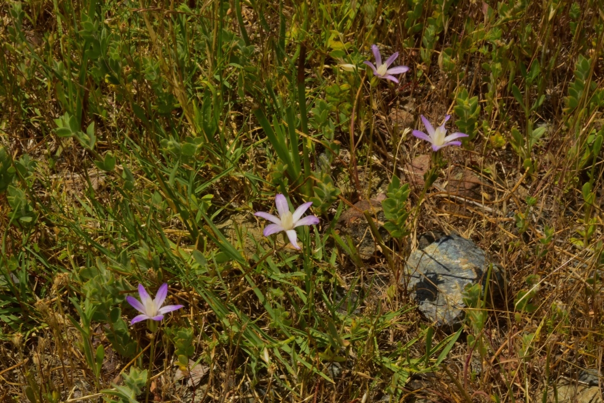 Brodiaea pallida