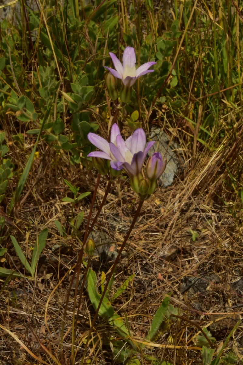 Brodiaea pallida