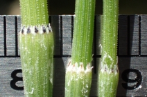 Equisetum laevigatum