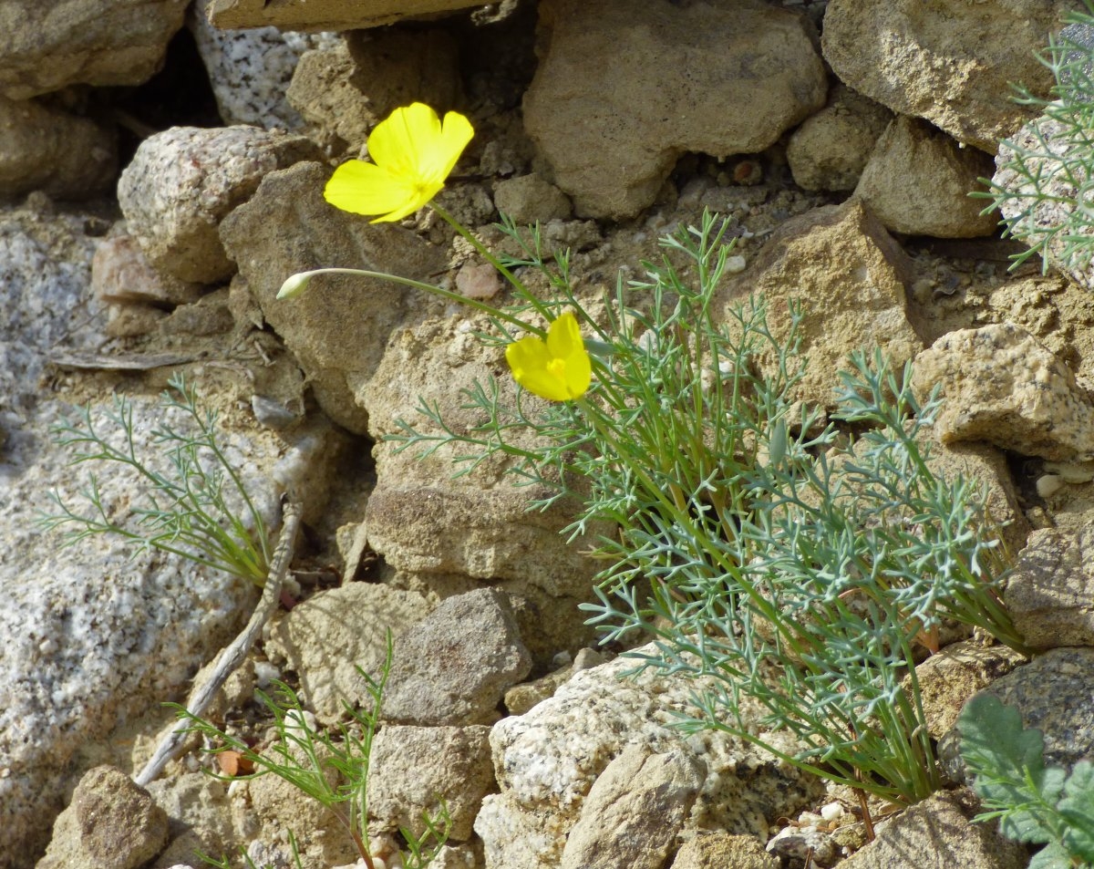 Eschscholzia parishii