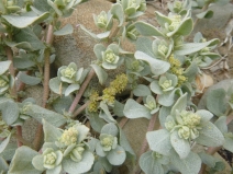 Atriplex leucophylla