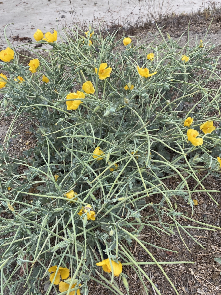 Glaucium flavum