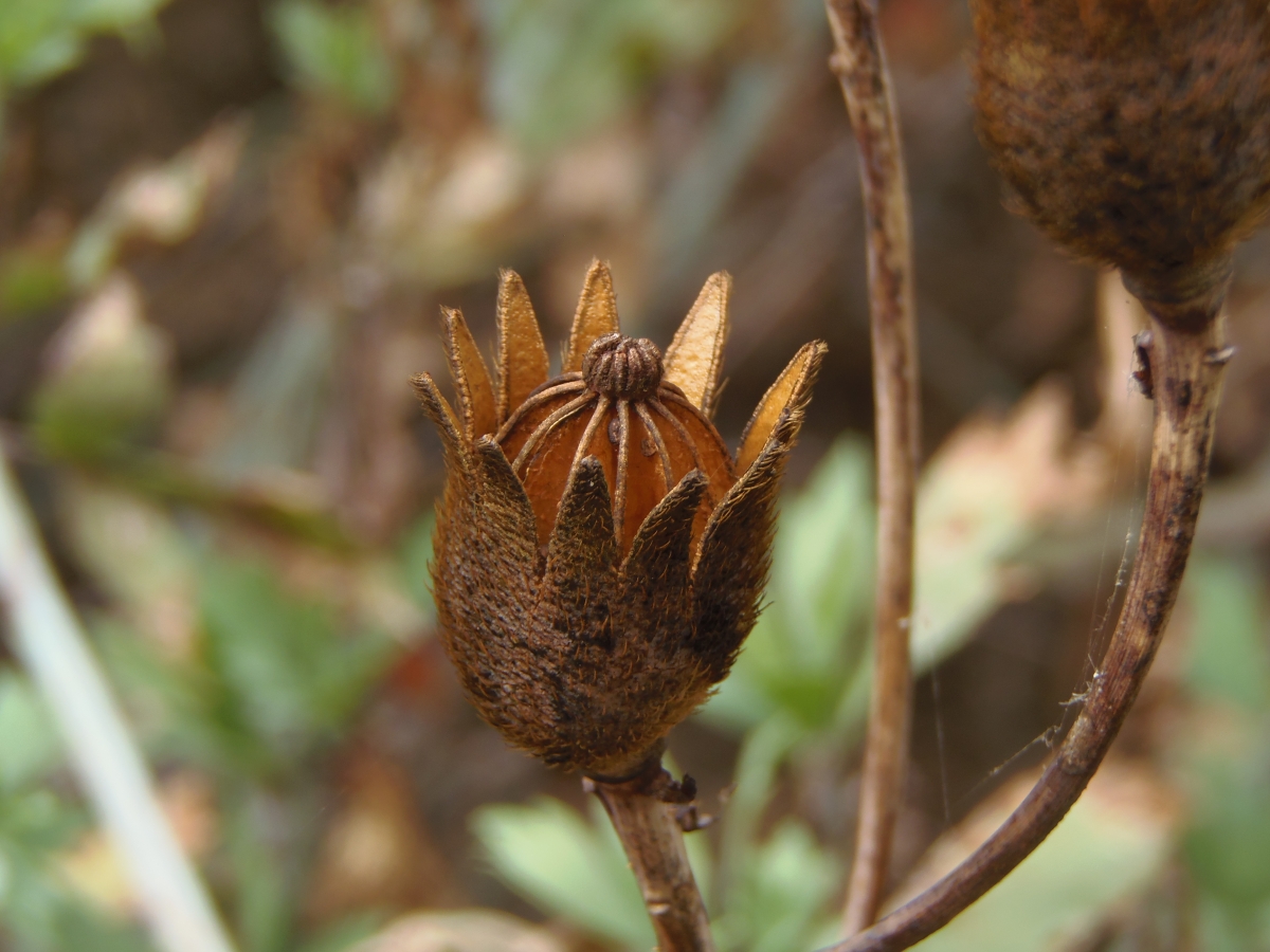 Romneya coulteri