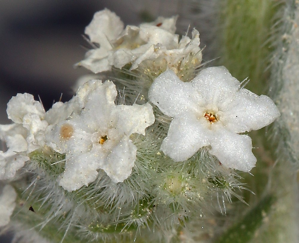 Oreocarya hoffmannii