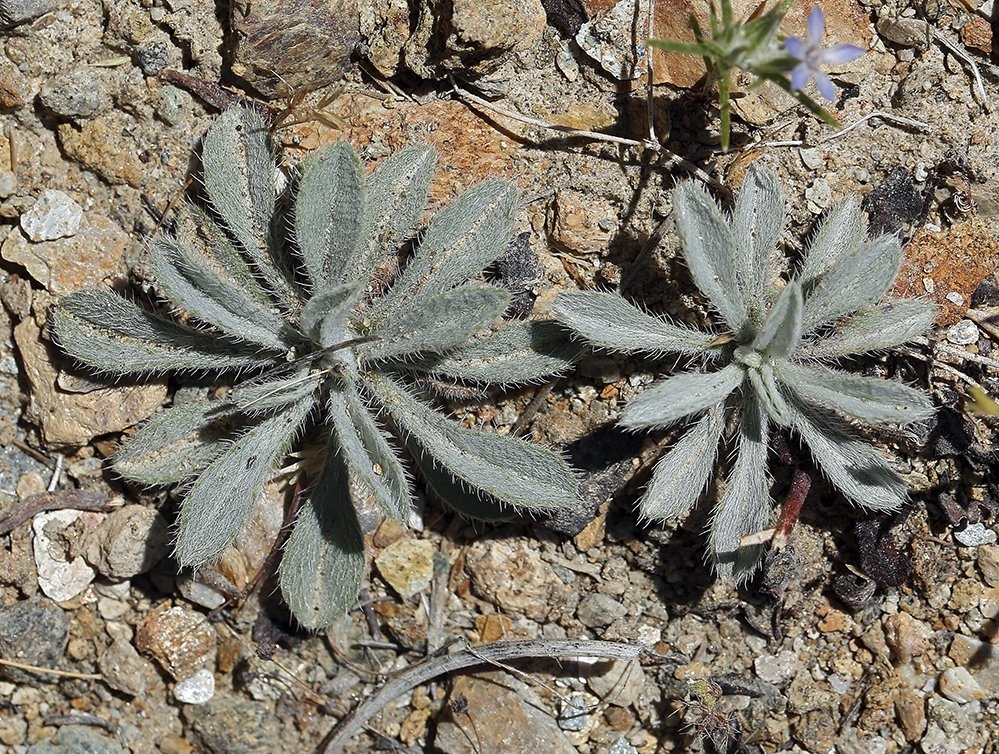 Oreocarya hoffmannii