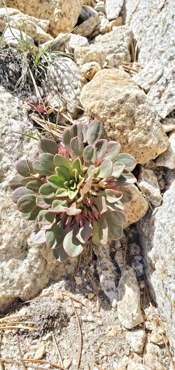 Claytonia megarhiza