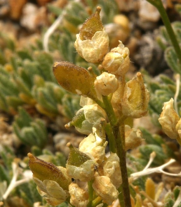 Draba oligosperma