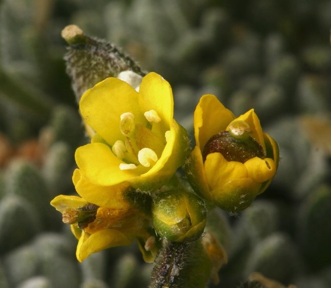 Draba oligosperma