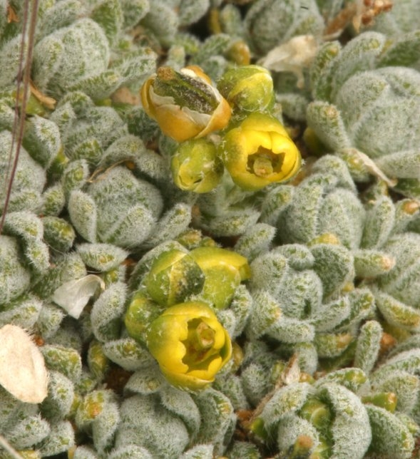 Draba oligosperma