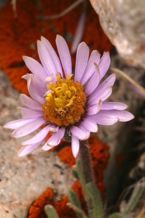 Erigeron pygmaeus