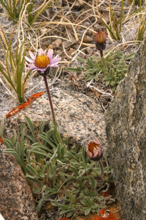 Erigeron pygmaeus