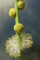 Sparganium californicum