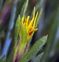 Ericameria parryi ssp. latior