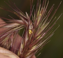 Hordeum brachyantherum ssp. californicum
