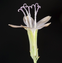 Stephanomeria pauciflora var. pauciflora