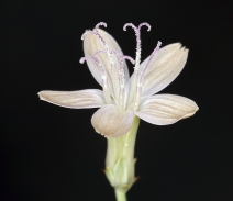 Stephanomeria pauciflora var. pauciflora