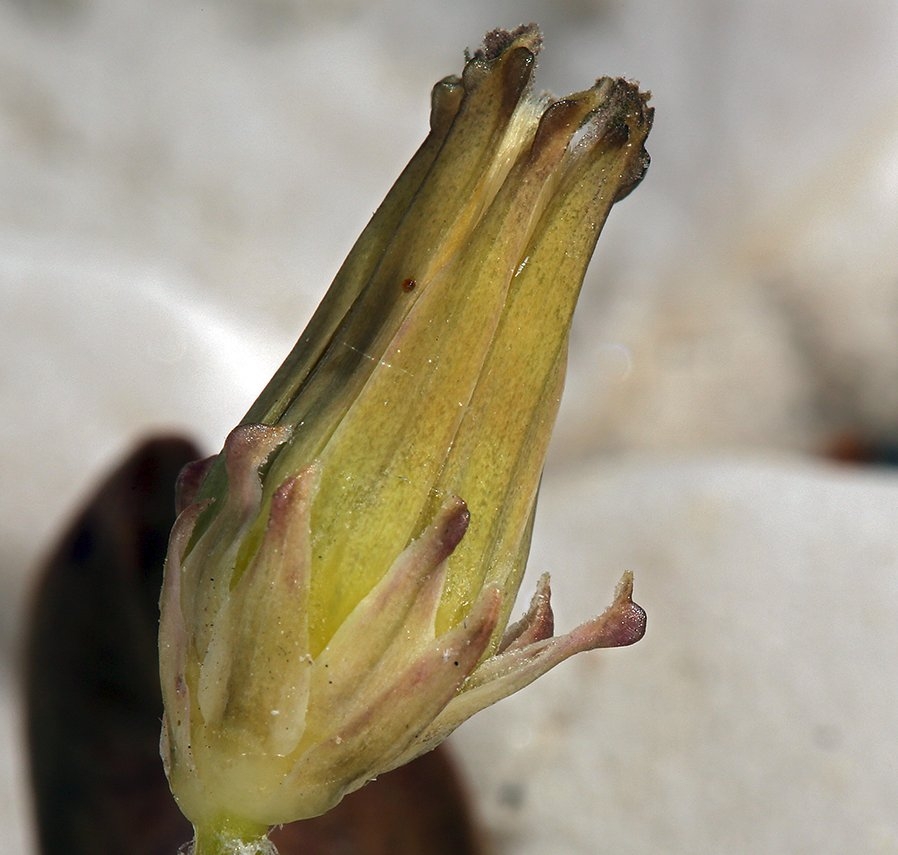 Taraxacum ceratophorum