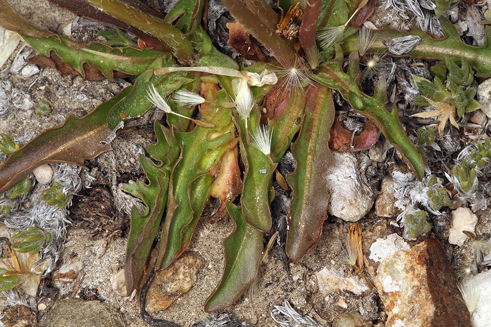 Taraxacum ceratophorum