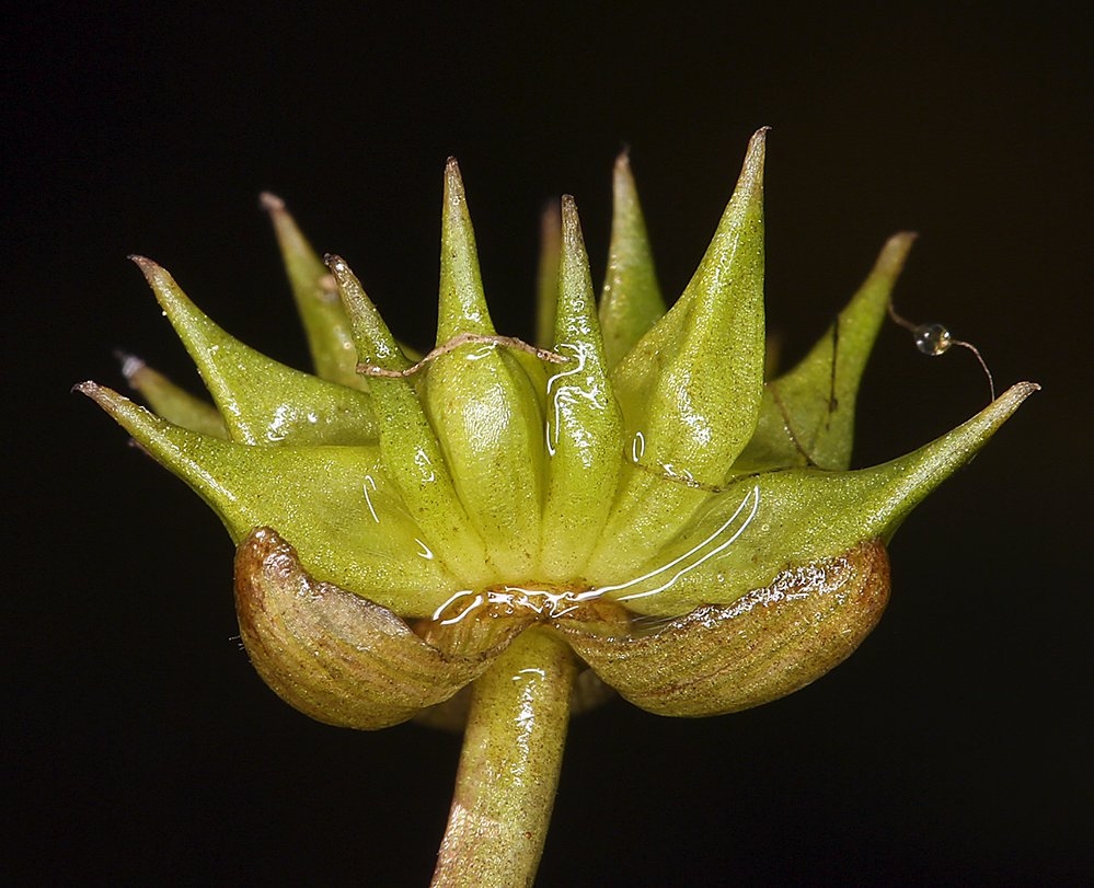 Damasonium californicum