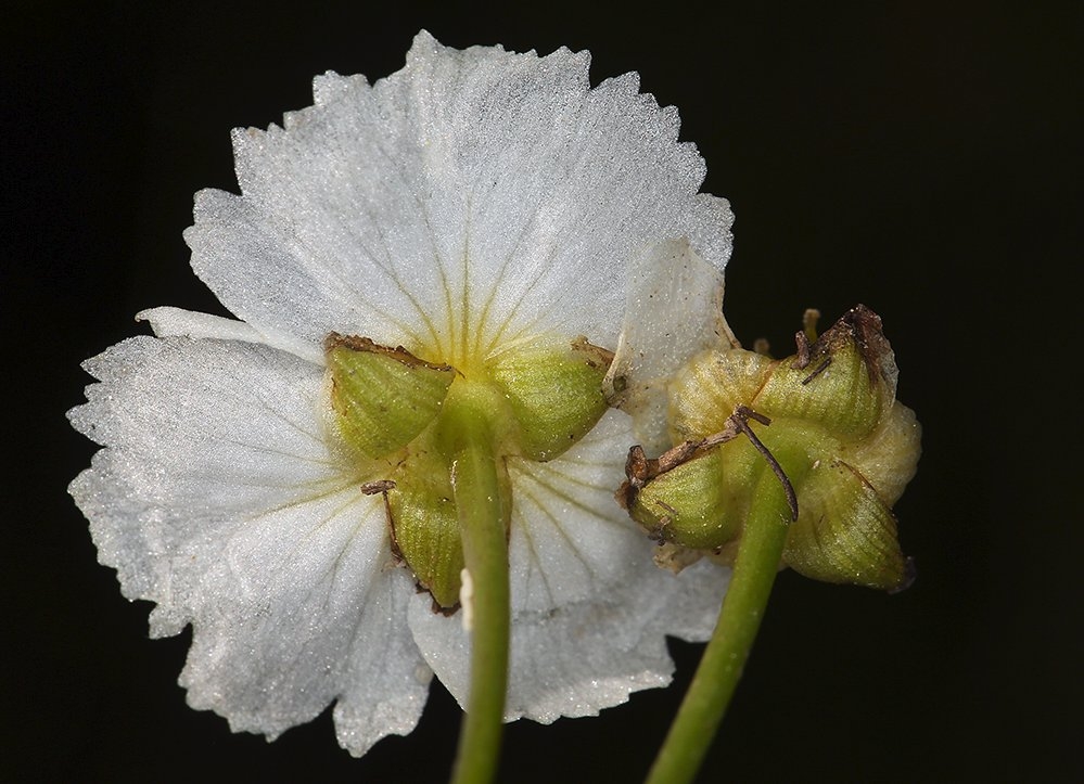 Damasonium californicum