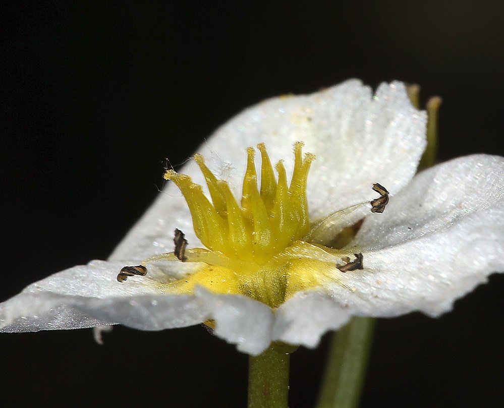 Damasonium californicum