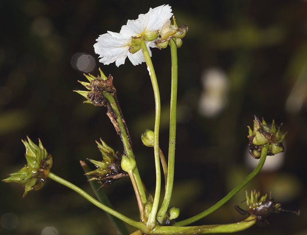 Damasonium californicum