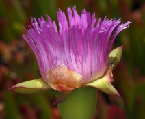 Mesembryanthemum chilense
