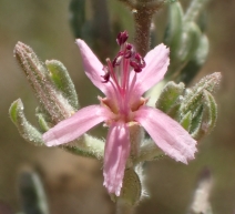 Frankenia grandifolia var. campestris