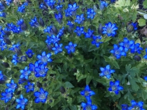 Gentiana calycosa