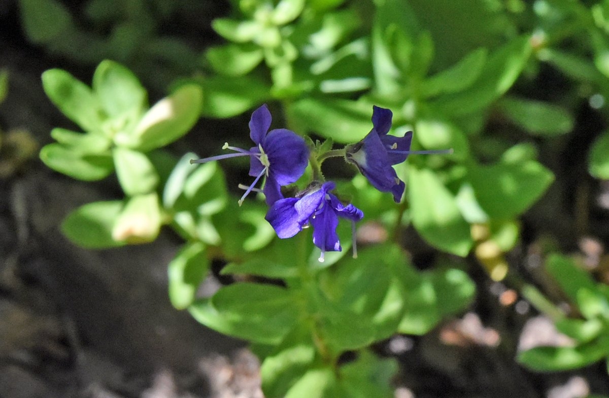 Veronica cusickii