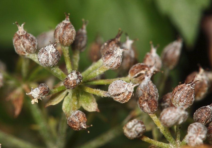 Berula erecta