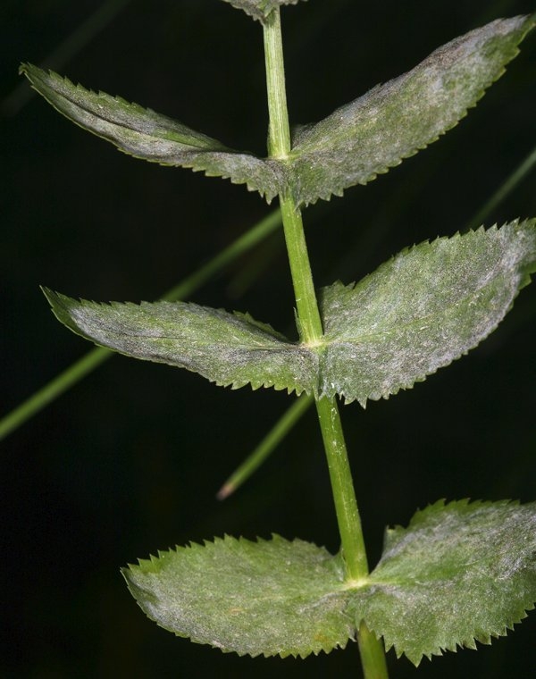 Berula erecta