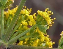 Lomatium caruifolium var. solanense