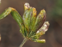 Lomatium caruifolium var. solanense