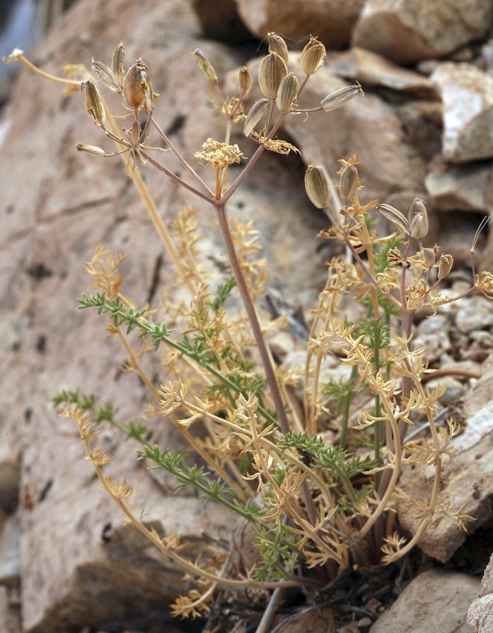 Lomatium parryi