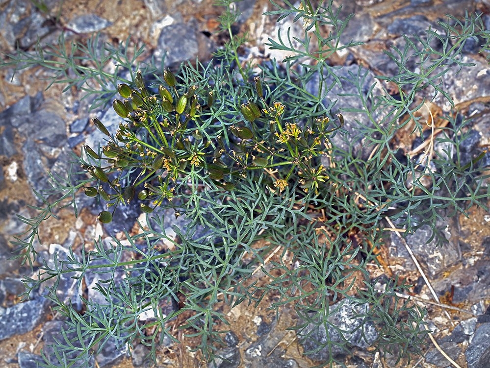 Lomatium parryi