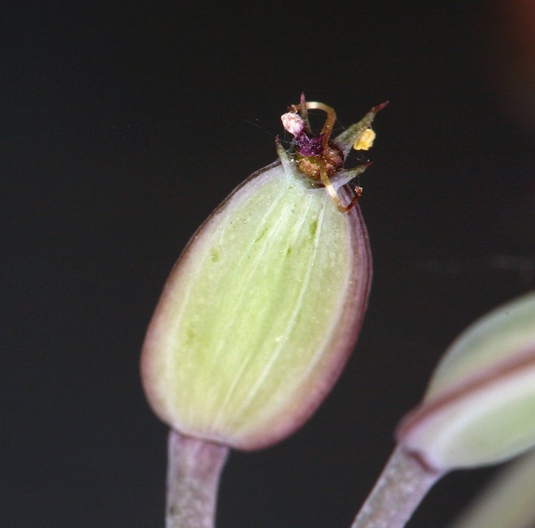 Lomatium rigidum