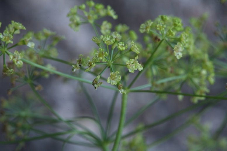 Osmorhiza occidentalis