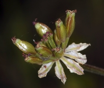 Lomatium ciliolatum var. hooveri