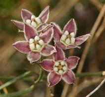 Funastrum cynanchoides var. hartwegii